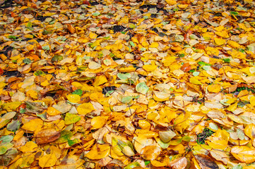 Vibrant autumn leaves covering the ground in a natural outdoor setting