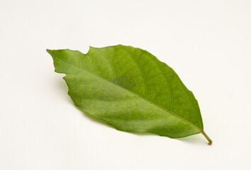 Single Green Tropical Leaf with Natural Texture and Imperfections on White Background