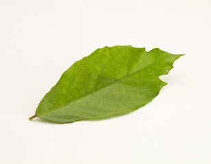 Single Green Tropical Leaf with Natural Texture and Imperfections on White Background