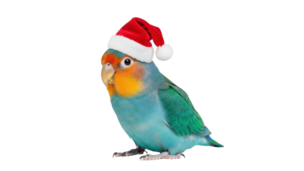 Cute Colorful Lovebird Parrot Wearing a Festive Red Santa Hat isolated PNG with Transparent Background