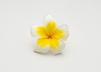 Close-up of a White and Yellow Plumeria Flower Isolated on a White Background