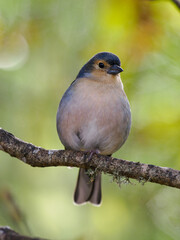 Chaffinch on Madeira