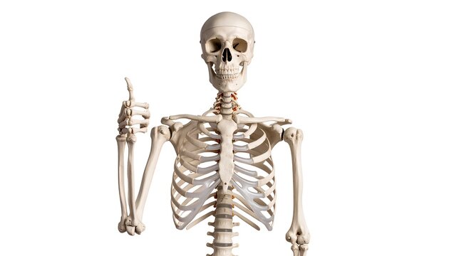A detailed anatomical model of a human skeleton giving a thumbs-up gesture on a stark white backdrop