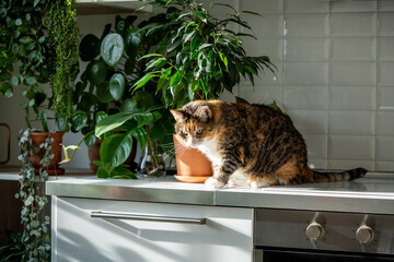 Interested fluffy calico cat rest in sunny kitchen sits on tabletop with potted indoor plants. Curious cute cat sits on kitchen counter surrounded by lush houseplants. Cozy home with pet and plants.