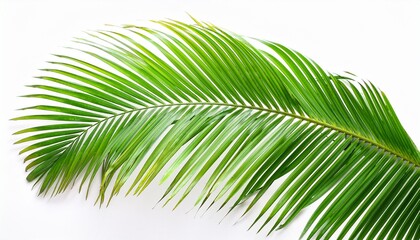 Obraz premium Tropical Palm Leaf Isolated On White Background For Design Element