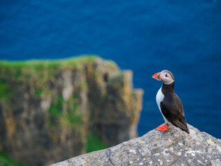 Puffin behind the blue ocean on Runde, Norway