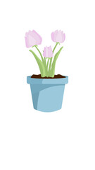 delicate pink tulips with green stems and leaves in a pot isolated on white background
