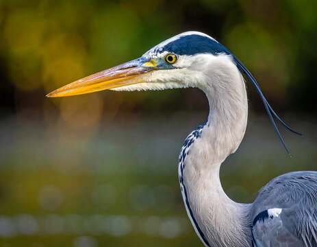 Grey heron's head, neck and upper body with long beak on bokeh background, sharp eye and thin trailing feathers