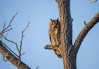 Long-eared Owl Perched in Tree Daytime Clear Blue Sky Background.