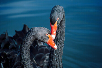 A pair of black swans on the water
