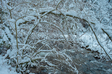 Beautiful Snowy Winter Forest Landscape with Frosty Trees and Peaceful Nature