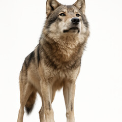 Fototapeta premium Realistic wolf portrait with thick fur and alert expression standing on white background showing natural wild animal beauty