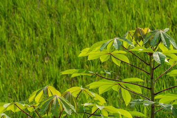 young cassava plant growing in a tropical agricultural field with a soft focus rice paddy background