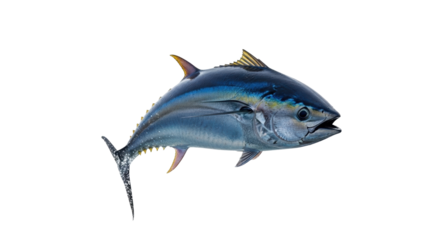 Isolated Yellowfin Tuna, Thunnus Albacares, large marine predator with vibrant colors