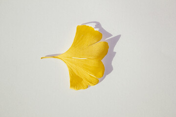These are ginkgo leaf that have turned yellow.