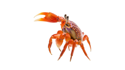 Isolated Halloween moon crab with orange legs and claws, a tropical crustacean species