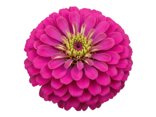 Isolated magenta Zinnia flower, a vibrant bloom with rounded petals and golden center detail