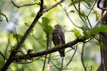 A striking, detailed of a Brown Hawk owl, Brown boobook perched on a dark, mossy branch, set against a beautifully soft, blurred background of lush green tropical foliage.