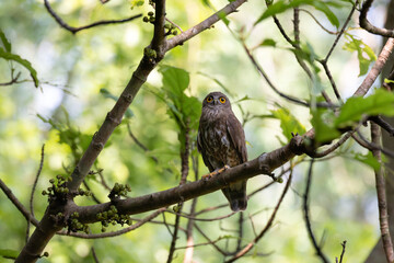 A striking, detailed of a Brown Hawk owl, Brown boobook perched on a dark, mossy branch, set against a beautifully soft, blurred background of lush green tropical foliage.