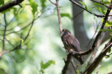 A striking, detailed of a Brown Hawk owl, Brown boobook perched on a dark, mossy branch, set against a beautifully soft, blurred background of lush green tropical foliage.