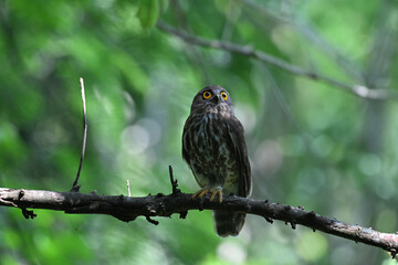 A striking, detailed of a Brown Hawk owl, Brown boobook perched on a dark, mossy branch, set against a beautifully soft, blurred background of lush green tropical foliage.