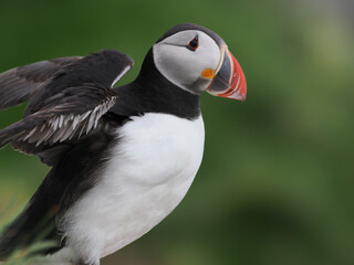 Puffin on Runde, Norway