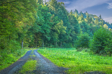 Curving dirt road through lush green meadow at edge of dense forest on sunny summer day