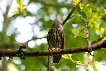 A striking, detailed of a Brown Hawk owl, Brown boobook perched on a dark, mossy branch, set against a beautifully soft, blurred background of lush green tropical foliage.