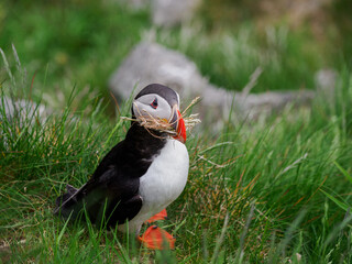 Puffin on Runde building a nest, Norway