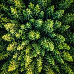 Fototapeta premium Aerial shot Dense forest canopy with bright green treetops