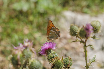 vista macro di una farfalla arancione in cima ad una pianta con fiori color rosa e magenta, di giorno, in estate