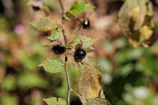 vista macro in primo piano delle bacche mature e di color nero di una pianta di belladonna (Atropa belladonna), di giorno, in un ambiente naturale, in estate