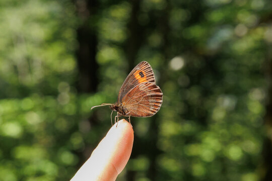 vista macro di un esemplare di farfalla dalle ali color arancione e marrone che si &egrave; posata su un dito di una mano di un uomo, di giorno, all'aperto, in estate, su sfondo sfuocato