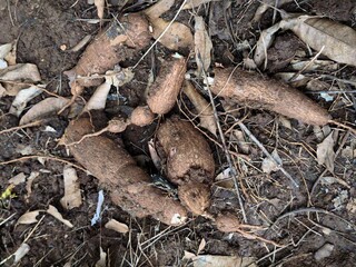 Freshly harvested cassava tubers lying on soil with dry leaves
