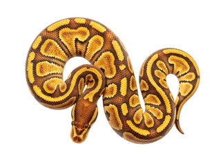Isolated ball python of yellow-brown color coiled up into the rings, pet snake reptiles