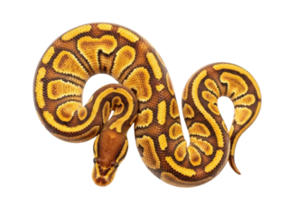 Isolated ball python of yellow-brown color coiled up into the rings, pet snake reptiles