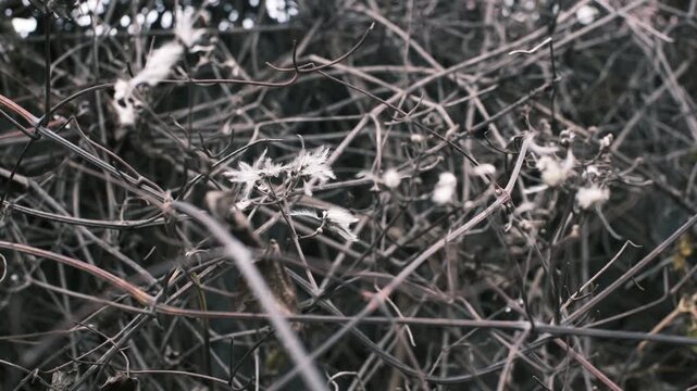 A collection of close-up autumn nature scenes featuring dried seed pods, wilted flowers, bare branches, and textured foliage. Soft natural tones and shallow depth of field create a calm, 