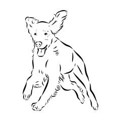 Irish Setter, vector sketch