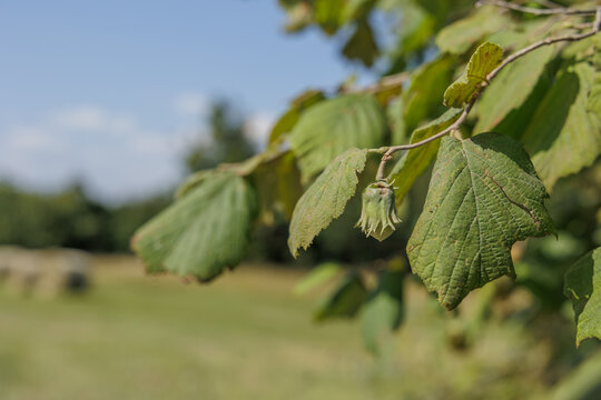 albero di nocciolo in un ambiente naturale, con i suoi frutti ancora immaturi, a inizio autunno, di giorno, con meteo sereno