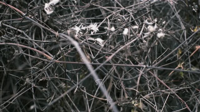 A collection of close-up autumn nature scenes featuring dried seed pods, wilted flowers, bare branches, and textured foliage. Soft natural tones and shallow depth of field create a calm, 