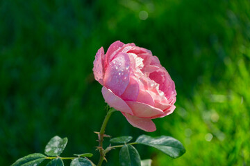 Single pink rose with water droplets on its petals, fully bloomed and surrounded by green leaves, set against blurred green garden background. Romantic plot. Theme of love