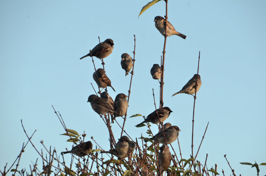 A close up of a host of sparrows resting on the bare branches of a forsythia bush during winter, with the blue sky in the background.