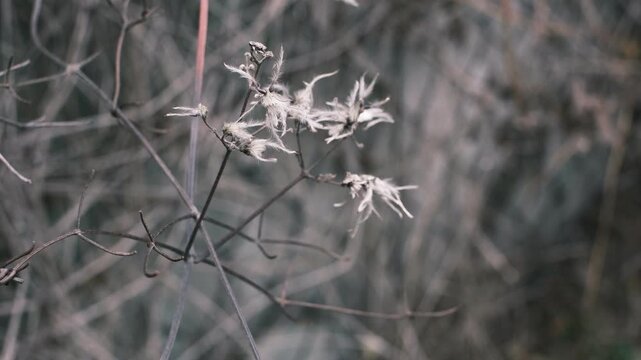 A collection of close-up autumn nature scenes featuring dried seed pods, wilted flowers, bare branches, and textured foliage. Soft natural tones and shallow depth of field create a calm, 