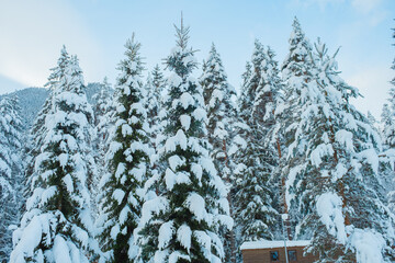 Beautiful Snowy Winter Forest Landscape with Frosty Trees and Peaceful Nature