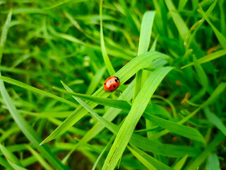 Fototapeta premium Marienkäfer