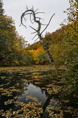 A tranquil forest pond in the Palatinate, Germany, surrounded by golden autumn foliage, with a dead tree reflecting in the dark water.