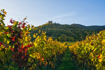 The ruins of Hambach Castle (Hambacher Schloss) perched on a wooded hill, overlooking vineyards in their golden autumn color in the Palatinate, Germany.