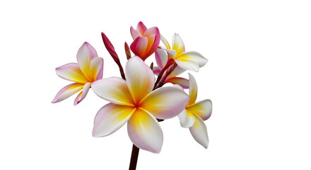 Vibrant Tropical Plumeria Flowers Isolated Exotic Frangipani Blossoms for Spa Wellness and Travel Marketing