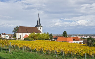 A traditional white church with a tall spire set on a hill above golden autumn vineyards in the Palatinate region of Germany.