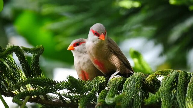 Two cute gray birds perching on sapling tree branch